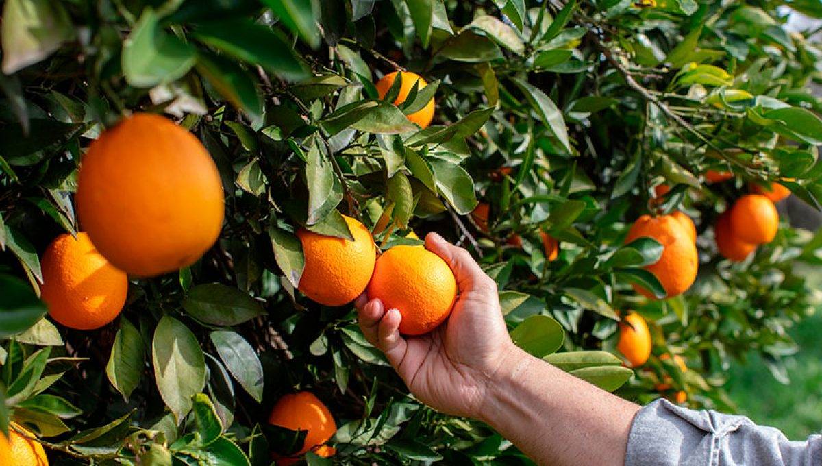 upl-webinar-precosecha|Vicente Muñoz